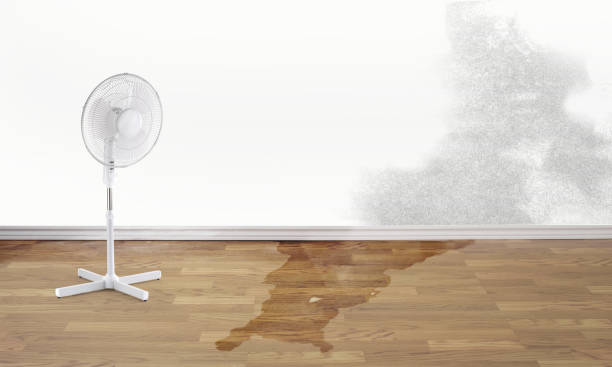 Best Mold removal after water damage  in Hanover, PA